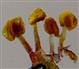  Stamens